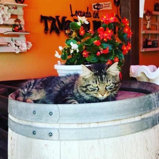 Locanda Del Tavolo Matto Potenza Picena Eksteriør bilde